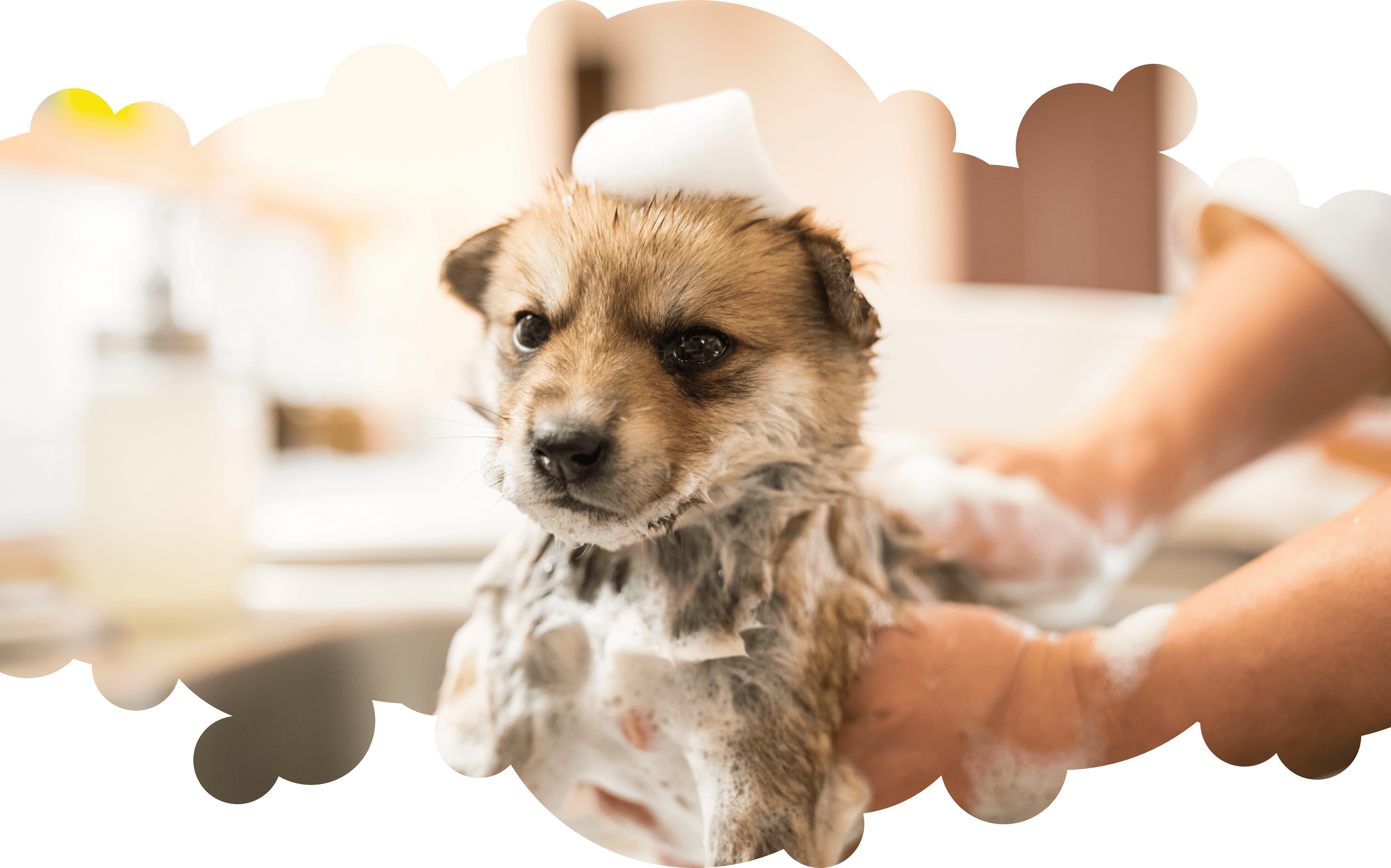 Waterdog